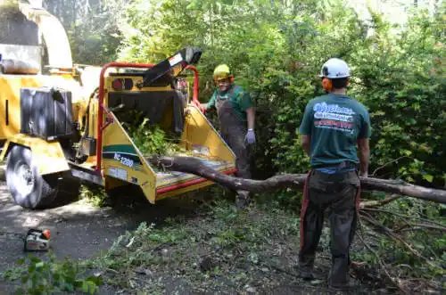 tree services Pine Castle